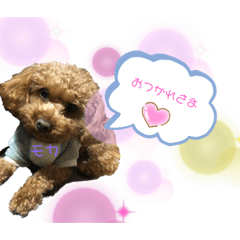 モカたんの日常