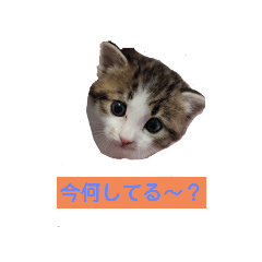 子猫そらの日常スタンプ