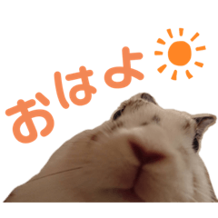 みかんたん