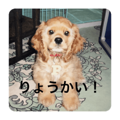 かわいいパフちゃん♡