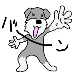 ミニチュアシュナウザーのわがままマーコ