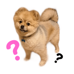 ハロハロスタンプ