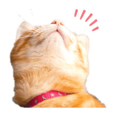 茶トラのレッチェくん