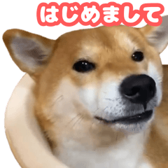 柴犬ゆきちゃん Shiba Inu Yuki-chan