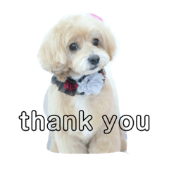 ちょこ犬スタンプ