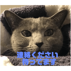 ニャンニャンこスタンプ