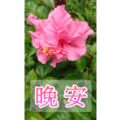 Every night-Big Stickers