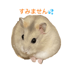 基本のかわいいハムスター②