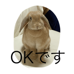 うさぎ生活中
