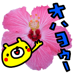 お花（写真）とクマのコラボレーション