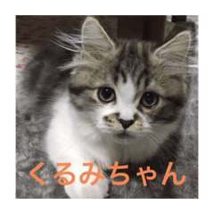 マンチカンのくるみちゃん