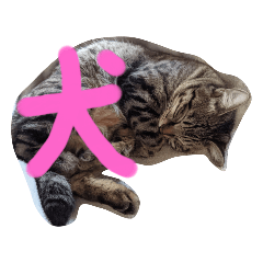 はなちゃん！猫！！