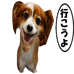 動く、実写のウサギイヌ-2