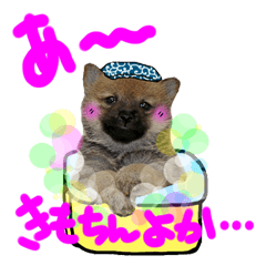 The dog which speaks a Saga dialect