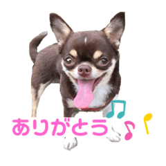 チワワのまろん①