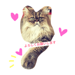 ゆるいアニマルたち