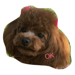 トイプー ミミちゃん