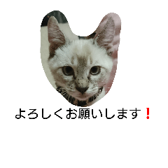 使えるもーみん's