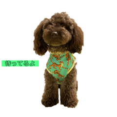 キャバプー　タイガ