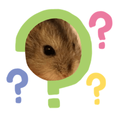 ジャンガリアンハムハム(赤ちゃん)❤️