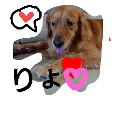 犬(o・ω・o)ゴールデンレトリバー☆アリス