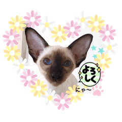 Banbina Siamese all stars part one