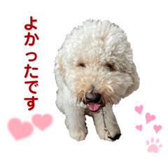 ラブラドゥードルのアルル3