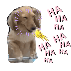 ハルちゃんEnglish