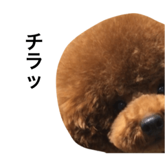 トイプードル イチアフロカット