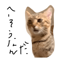 こねこのロロちゃん