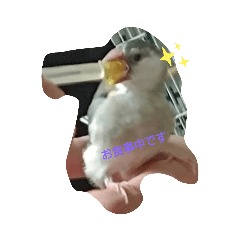 我が家の小鳥達1