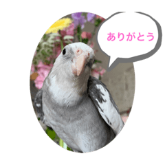 オカメインコで挨拶パート1