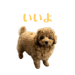 かわいい　トイプースタンプ