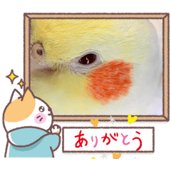 オカメインコ＆セキセイインコ