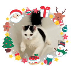 スコティッシュフォールド長毛年末年始