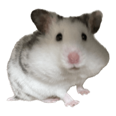 私たちのマダラと少しのクルミ