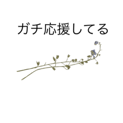 煽りスターーンプ