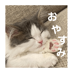 今日のハチワレ