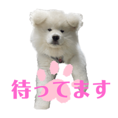 モッフモフな仲間丁寧版