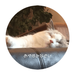 日常で使える　買わなくていいの？（圧）