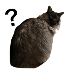 小方家の黒平さん✨