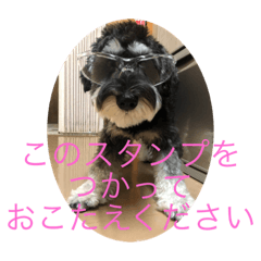 はっきり答えて欲しい犬