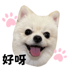 Amber_20231125003258