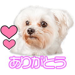 佐藤家のメリーちゃん