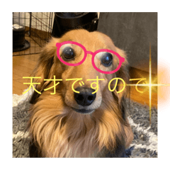 わんわんカンタ