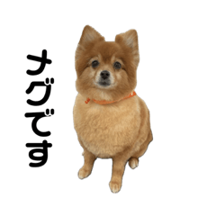 ポメラニアンのメグ！♡