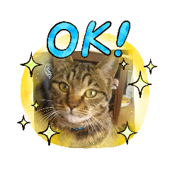 かわいいネコちゃんスタンプ❤️❤️