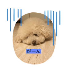 トイプー♡♡スタンプ