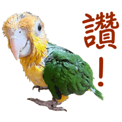 White-bellied Parrot kids