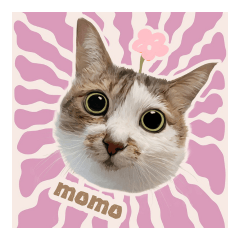A cute cat MOMO